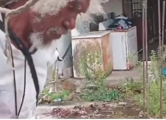 Community Bands Together to Rescue Boa Constrictor in Hardbargain Disruption