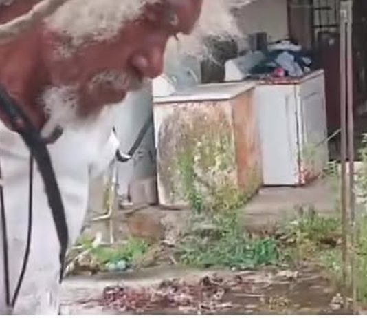 Community Bands Together to Rescue Boa Constrictor in Hardbargain Disruption