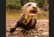 Urgent Call to Action: Safeguard Guyana’s Giant River Otter