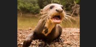 Urgent Call to Action: Safeguard Guyana’s Giant River Otter