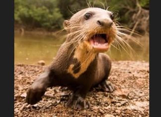 Urgent Call to Action: Safeguard Guyana’s Giant River Otter