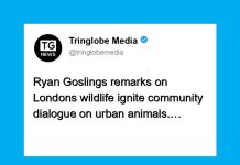 Ryan Gosling’s Comments on Foxes Inspire Community Reflection