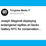 Gecko Gallery NYC: A Hub for Conservation and Education