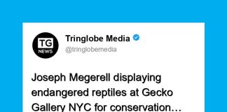 Gecko Gallery NYC: A Hub for Conservation and Education