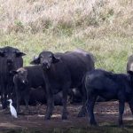 Siparia Mayor Urges Police Action Over Roaming Cattle in Fyzabad