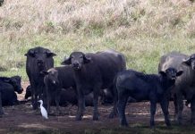 Siparia Mayor Urges Police Action Over Roaming Cattle in Fyzabad