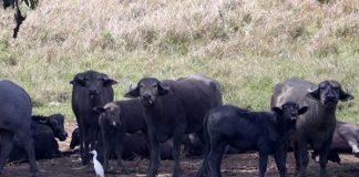 Siparia Mayor Urges Police Action Over Roaming Cattle in Fyzabad