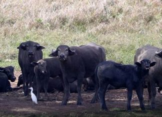 Siparia Mayor Urges Police Action Over Roaming Cattle in Fyzabad