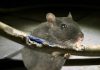 St. Lucia Faces Power Outage Due to Rodent Interference in News Room Incident