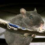 St. Lucia Faces Power Outage Due to Rodent Interference in News Room Incident