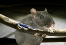 St. Lucia Faces Power Outage Due to Rodent Interference in News Room Incident