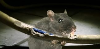 St. Lucia Faces Power Outage Due to Rodent Interference in News Room Incident