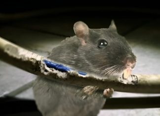 St. Lucia Faces Power Outage Due to Rodent Interference in News Room Incident