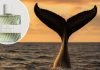 Whale Poop: The $10,000 Secret Behind Luxury Perfumes