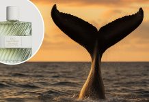 Whale Poop: The $10,000 Secret Behind Luxury Perfumes