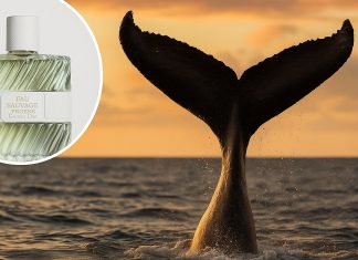 Whale Poop: The $10,000 Secret Behind Luxury Perfumes