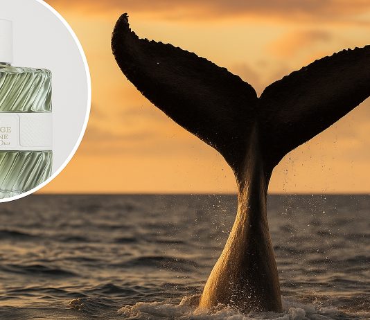 Whale Poop: The $10,000 Secret Behind Luxury Perfumes