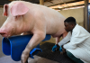 Government Launches Training to Revolutionize Pig Farming Efficiency