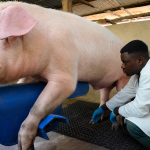 Government Launches Training to Revolutionize Pig Farming Efficiency