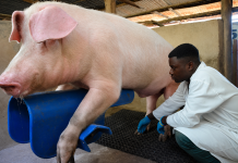 Government Launches Training to Revolutionize Pig Farming Efficiency