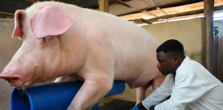 Government Launches Training to Revolutionize Pig Farming Efficiency