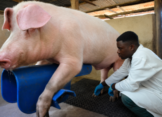 Government Launches Training to Revolutionize Pig Farming Efficiency