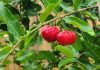 Trinidad West Indian Cherry: A Tiny Fruit with Big Health Benefits