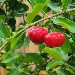 Trinidad West Indian Cherry: A Tiny Fruit with Big Health Benefits