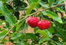 Trinidad West Indian Cherry: A Tiny Fruit with Big Health Benefits