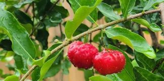 Trinidad West Indian Cherry: A Tiny Fruit with Big Health Benefits