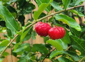 Trinidad West Indian Cherry: A Tiny Fruit with Big Health Benefits