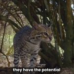 Ocelots: Trinidad & Tobago’s Umbrella Species for Wildlife Conservation