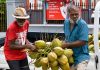 Proposed Coconut Industry Regulations Stir Concerns Among Small Producers