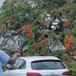 Tree Crashes on Vehicles at Port of Spain General Hospital, Two Safely Rescued