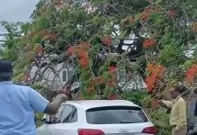 Tree Crashes on Vehicles at Port of Spain General Hospital, Two Safely Rescued