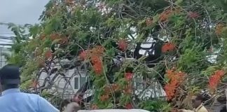 Tree Crashes on Vehicles at Port of Spain General Hospital, Two Safely Rescued