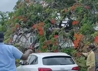 Tree Crashes on Vehicles at Port of Spain General Hospital, Two Safely Rescued