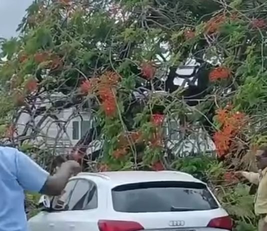 Tree Crashes on Vehicles at Port of Spain General Hospital, Two Safely Rescued