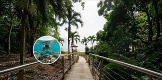 Macqueripe Bay Reopens: Snorkeler Spots Rare Eagle Ray