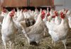 Poultry Shortage to Drive Up Chicken Prices in Trinidad and Tobago