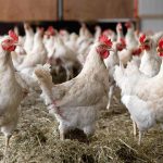 Poultry Shortage to Drive Up Chicken Prices in Trinidad and Tobago