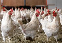 Poultry Shortage to Drive Up Chicken Prices in Trinidad and Tobago