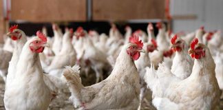 Poultry Shortage to Drive Up Chicken Prices in Trinidad and Tobago