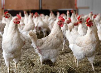 Poultry Shortage to Drive Up Chicken Prices in Trinidad and Tobago