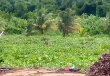 Tiger Beach Rangers Spot Rare Red Brocket Deer On Patrol