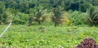 Tiger Beach Rangers Spot Rare Red Brocket Deer On Patrol
