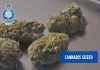 St. Augustine Man Arrested in Drug Raid, Ammunition Seized in Cunipia; Valencia Man Arrested for Assault