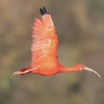 Should We All Be Making Moves Like the Scarlet Ibis?