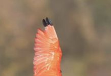 Should We All Be Making Moves Like the Scarlet Ibis?