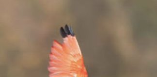 Should We All Be Making Moves Like the Scarlet Ibis?